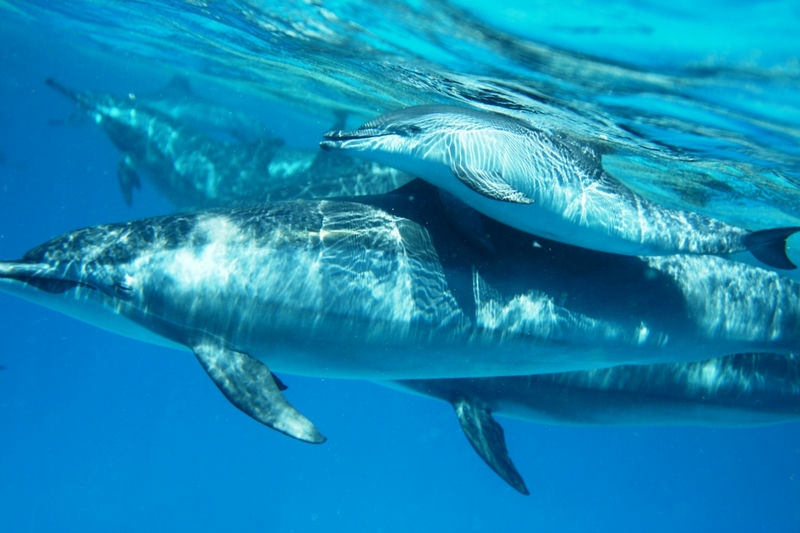 Satayeh snorkeling boat trip in Marsa Alam