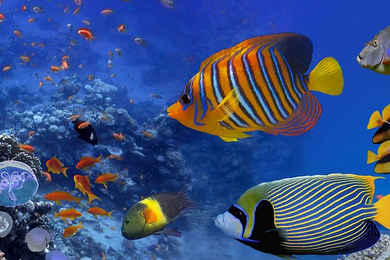 Satayeh snorkeling boat trip in Marsa Alam